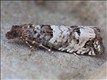 1179 (49.296)<br>Notocelia incarnatana